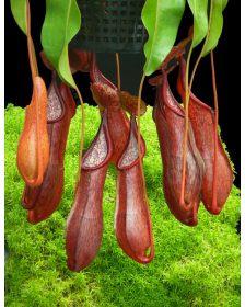 Nepenthes petiolata x alata BE-4580