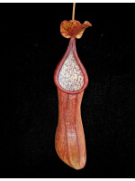 Nepenthes petiolata x alata BE-4580 - 4244