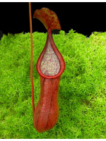 Nepenthes petiolata x alata BE-4580 - 4245