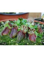 Cephalotus follicularis