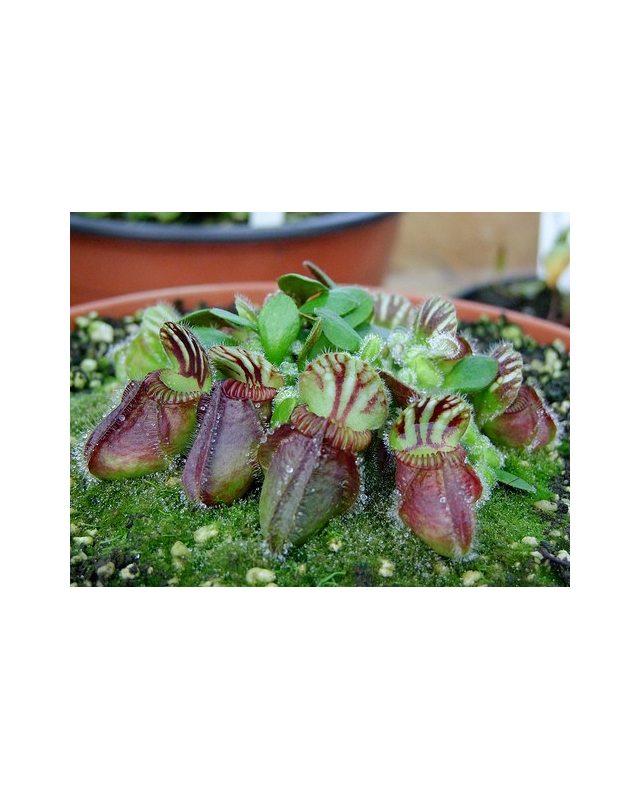 Cephalotus follicularis