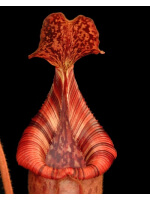 Nepenthes (veitchii x lowii) x (burbidgeae x edwardsiana): BE-3980 - 4264