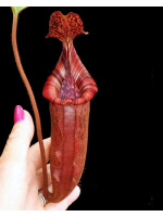 Nepenthes (veitchii x lowii) x (burbidgeae x edwardsiana): BE-3980 - 4265