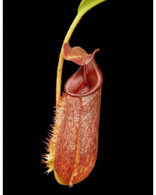 Nepenthes ‘trusmadiensis’ x aristolochioides – assorted clones: BE-4511