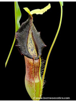Nepenthes Singalana -- belirang BE-3170 - 4288