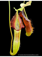 Nepenthes Singalana -- belirang BE-3170 - 4289