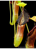 Nepenthes Singalana -- belirang BE-3170 - 4290