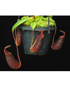 Nepenthes spectabilis x lowii – assorted clones: BE-4524