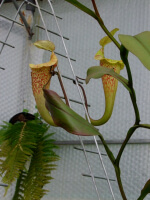 Nepenthes platychila – clones variés BE-4065 - 4296