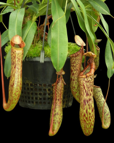 Nepenthes vogelii x ventricosa
