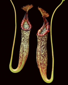 Nepenthes maxima x vogelii