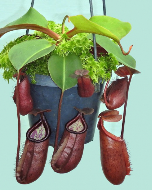 Nepenthes robcantleyi x palawanensis: BE-4591