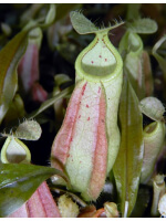 Nepenthes rafflesiana - Brunei light speckled - selected clone: BE-3141 - 4330