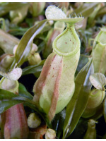 Nepenthes rafflesiana - Brunei light speckled - selected clone: BE-3141 - 4331