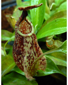 Nepenthes rafflesiana...