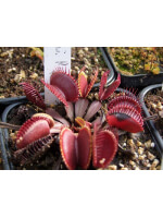 D. muscipula 'akai ryu'