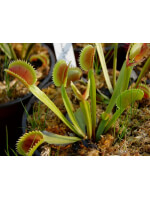 D. muscipula 'dentate traps'