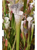 S. leucophylla -- Very large form, white top, green veins, Perdido, AL,W, (L13,MK) - 4372