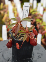 Nepenthes bokorensis x (mira x tenuis) - 4374