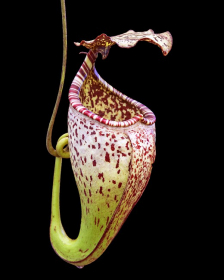 Nepenthes burbidgeae