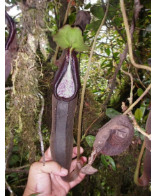 Nepenthes izumiae 'Lusung...