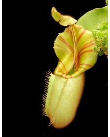 Nepenthes veitchii ﻿