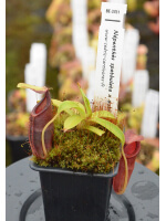 Nepenthes spathulata x dubia BE-3751 - 4406