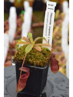Nepenthes singalana x tenuis BE-3988 - 4407