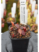 Nepenthes palawanensis - 4417