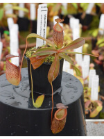 Nepenthes gymnamphora x tenuis BE-4069 - 4425