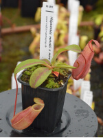 Nepenthes veitchii x mira - 4426