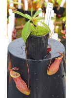 Nepenthes eustachya x tenuis BE-3971 - 4428