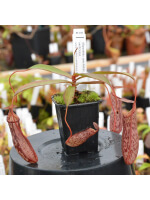 Nepenthes spectabilis x ventricosa -best clone selected BE-3745 - 4431