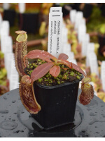 Nepenthes spectabilis x platychila BE-3760 - 4436
