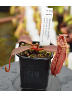Nepenthes peltata x (veitchii x lowii) BE-4516 - 4438