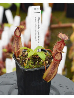 Nepenthes spathulata x hamata BE-3712 - 4440