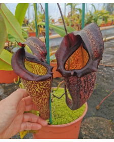 Nepenthes maxima dark x...