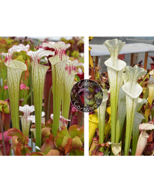 Sarracenia 'Iamsatyricon' x...