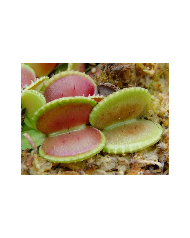 D. muscipula 'Coquillage' D. muscipula 'Coquillage'
