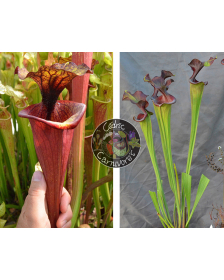 (SFX19 Sarracenia "Manky" x...