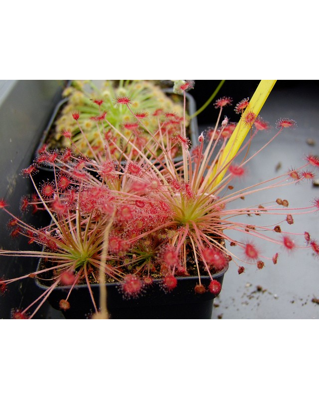 Drosera paradoxa Drosera paradoxa
