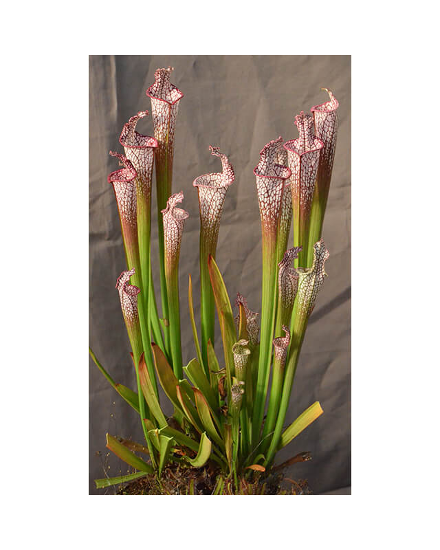 Sarracenia leucophylla -- Bris-Sarracenia leucophylla