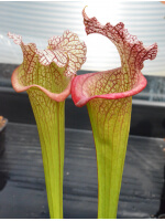 S. x 'Juthatip Soper' x S.x Moorei -- `Adrian Slack’ - 4619