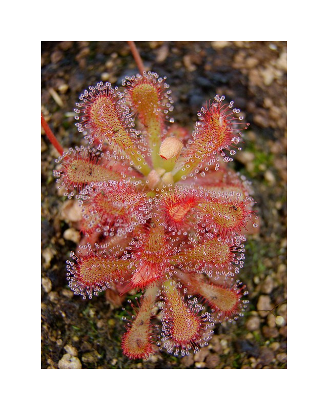 Drosera venusta