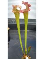 S. x 'Juthatip Soper' x S.x Moorei -- `Adrian Slack’ - 4620