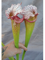 S. x 'Juthatip Soper' x S.x Moorei -- `Adrian Slack’ - 4621