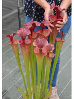 S. "Angel" H92 MK x Timoty King - DG - 4624