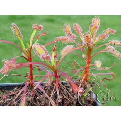 Drosera capensis 'bains kloof'-Drosera tropicaux et subtropicaux