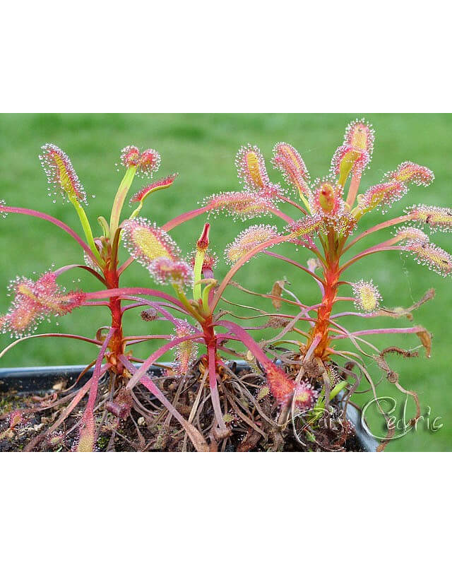 Drosera capensis 'bains kloof'-Drosera tropicaux et subtropicaux