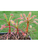 Drosera capensis 'baine kloof'